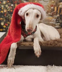 Porzellan- und Weinstadt Meißen