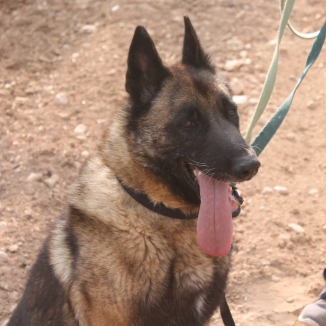 Sero Carlos & Co. e.V.